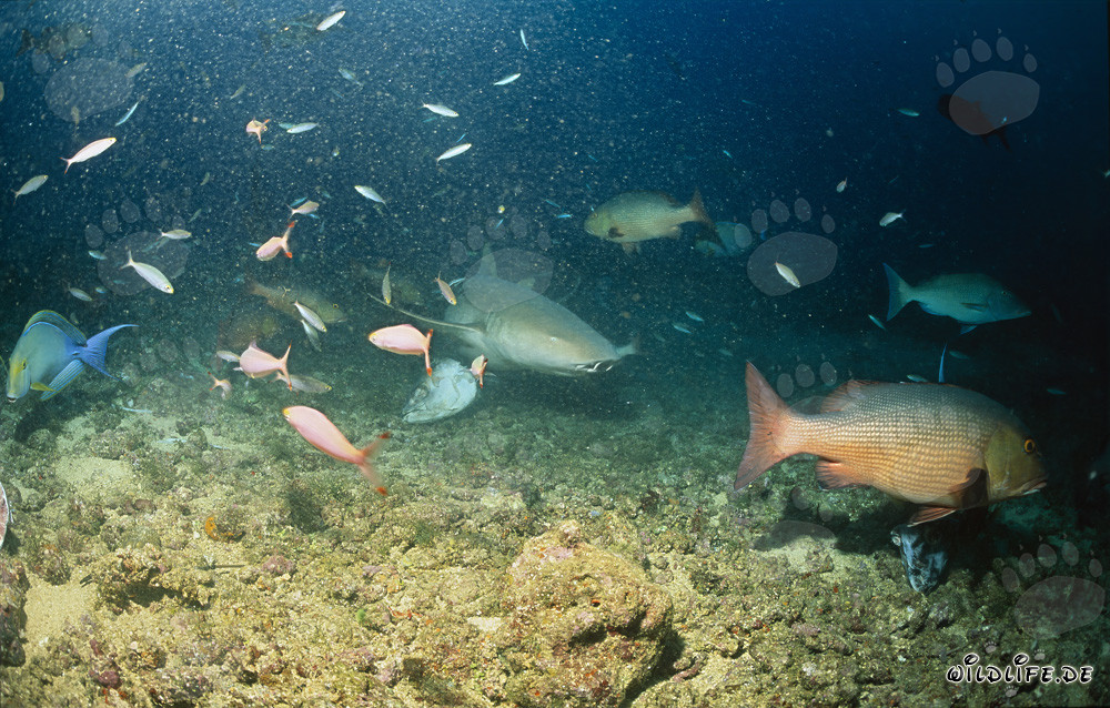 Gewöhnlicher Ammenhai erkundet das Shark Reef