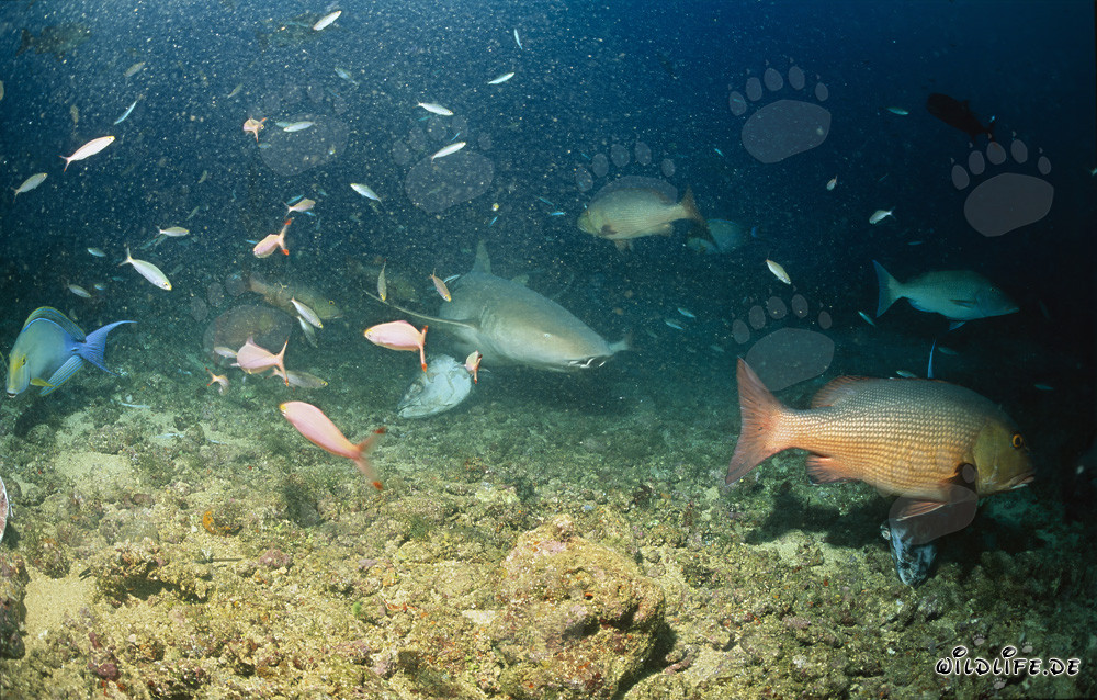 Lo squalo nutrice comune esplora la barriera corallina degli squali