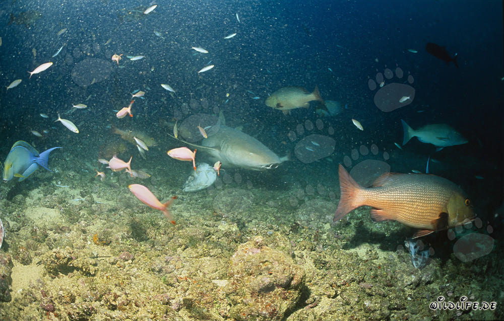 Tawny nurse shark explore the Shark Reef