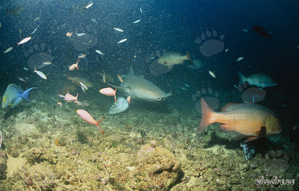 Tiburón nodriza común explora el arrecife de tiburones