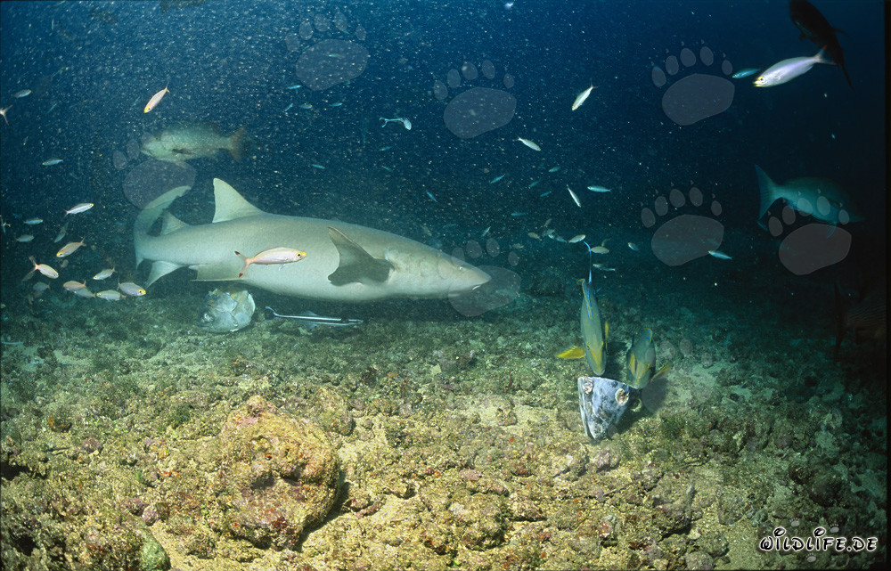 Faszinierender Gewöhnlicher Ammenhai entdeckt Fischreste am Meeresboden