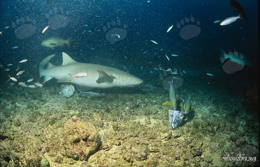 Scoperta affascinante dei resti di pesce da parte di uno squalo nutrice comune