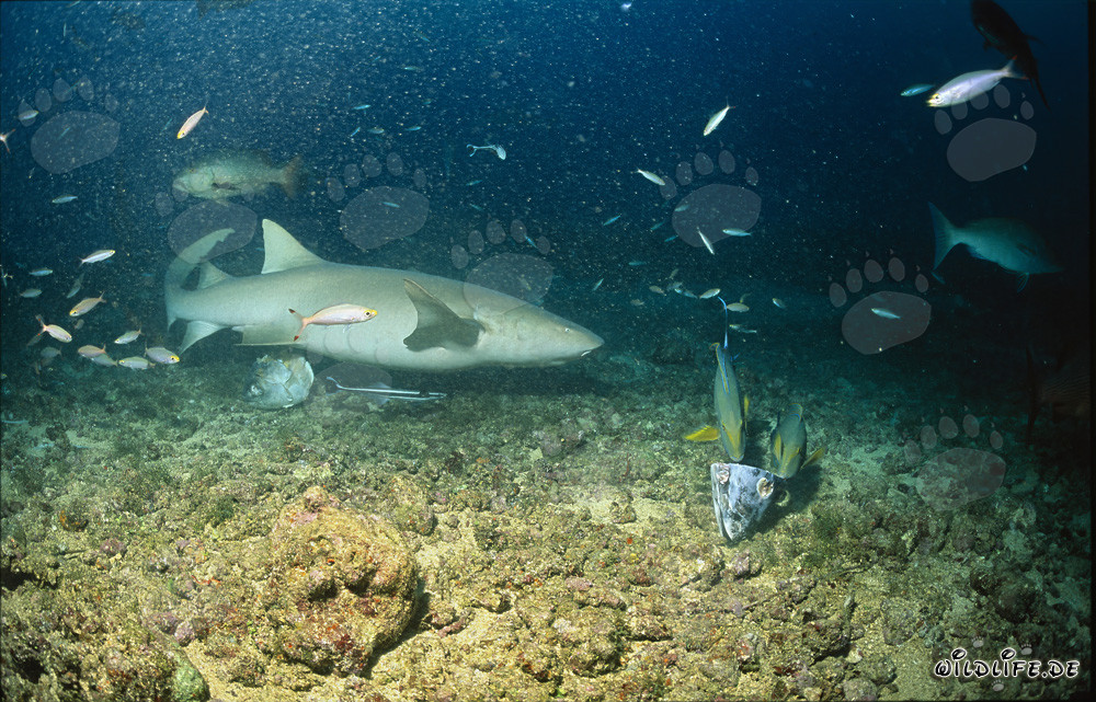 Descubrimiento fascinante de restos de peces por un tiburón nodriza común