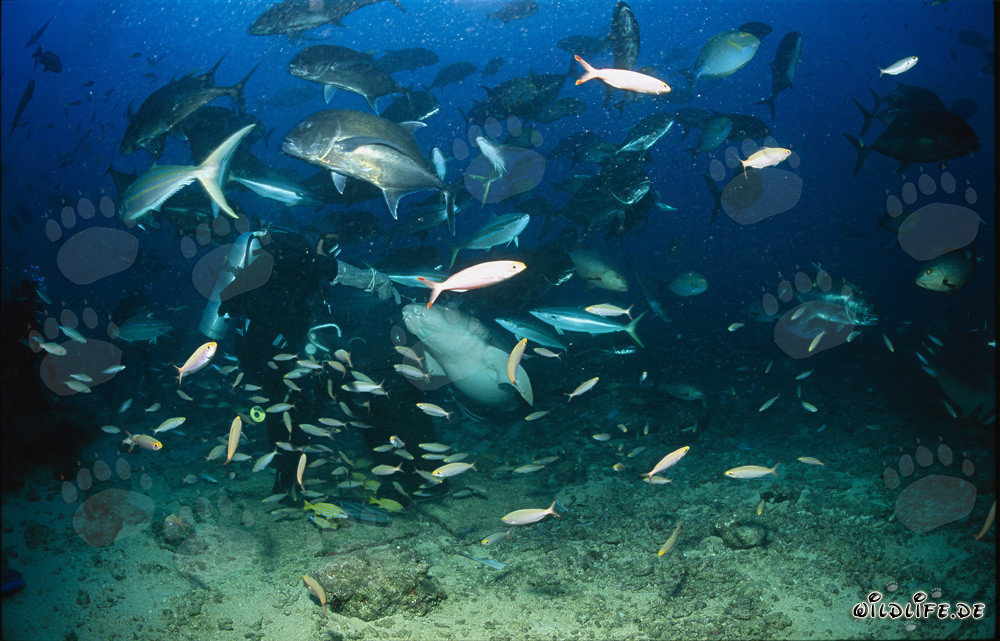 Requin nourrice commun à la chasse aux appâts pour poissons