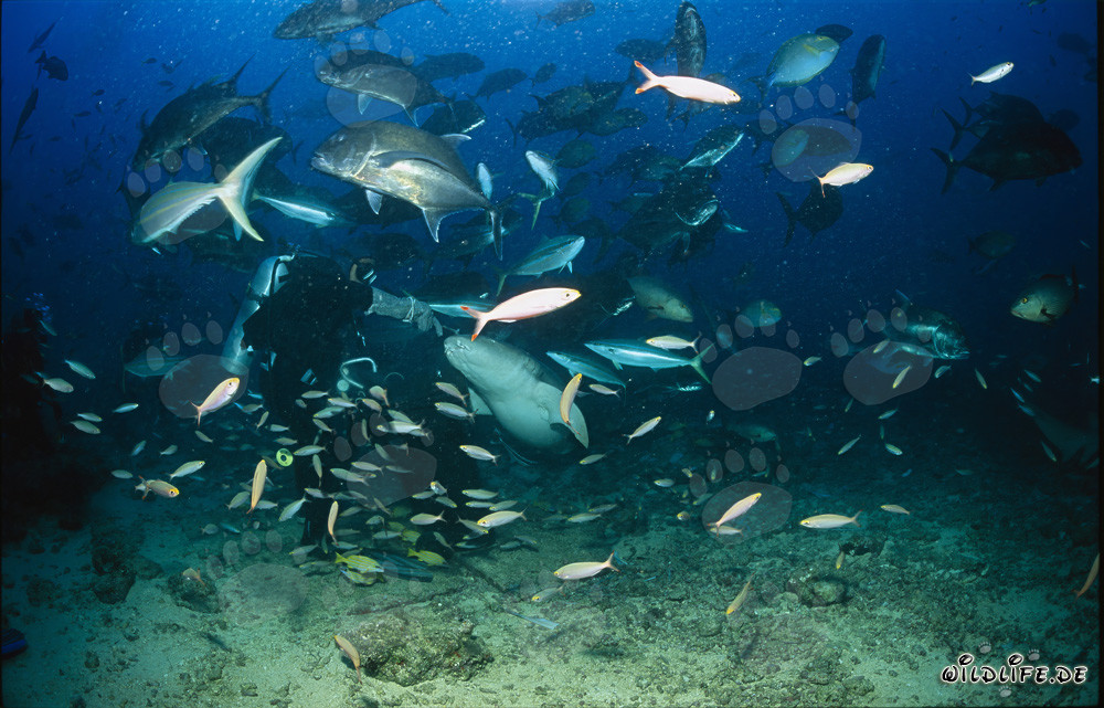 Tawny nurse shark hunting for fish baits