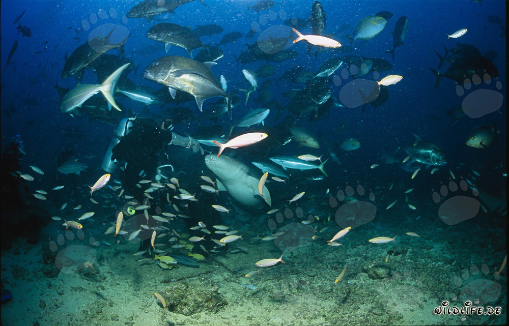 Tiburón nodriza común cazando señuelos de pesca