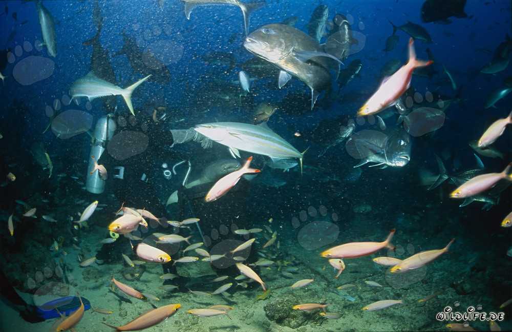 Requin-nourrice ordinaire fascinant au milieu d'un rassemblement de poissons époustouflant