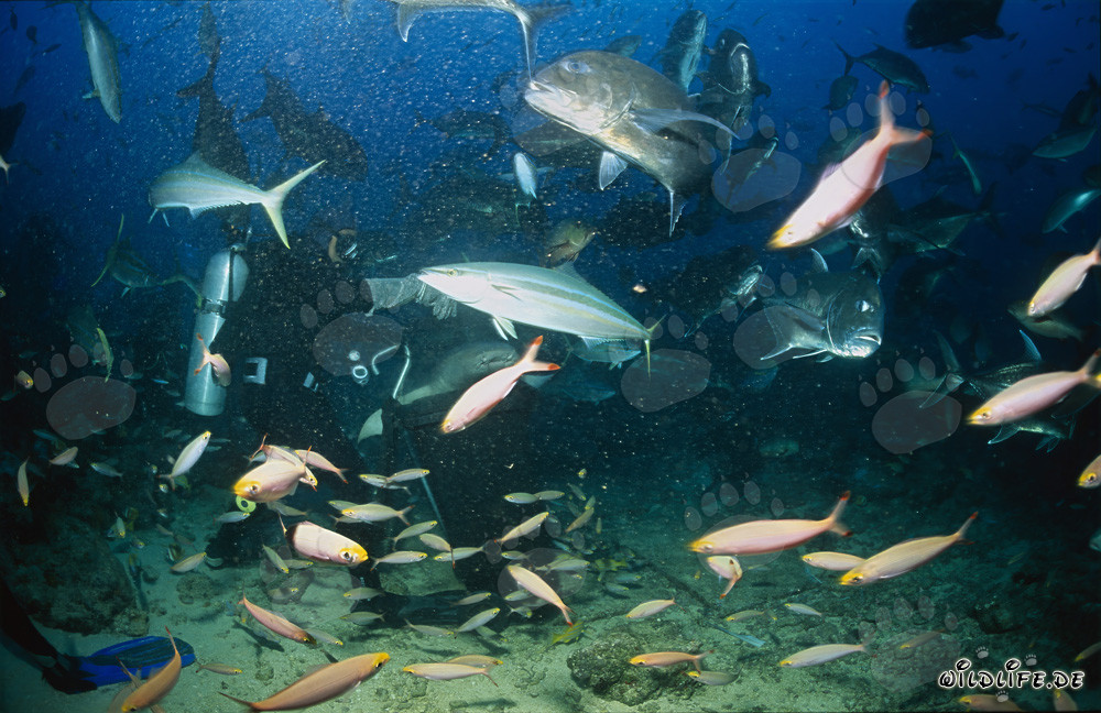 Fascinating Tawny Nurse Shark in breathtaking Fish concentration