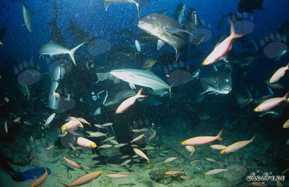 Fascinante tiburón nodriza común rodeado de una impresionante agrupación de peces