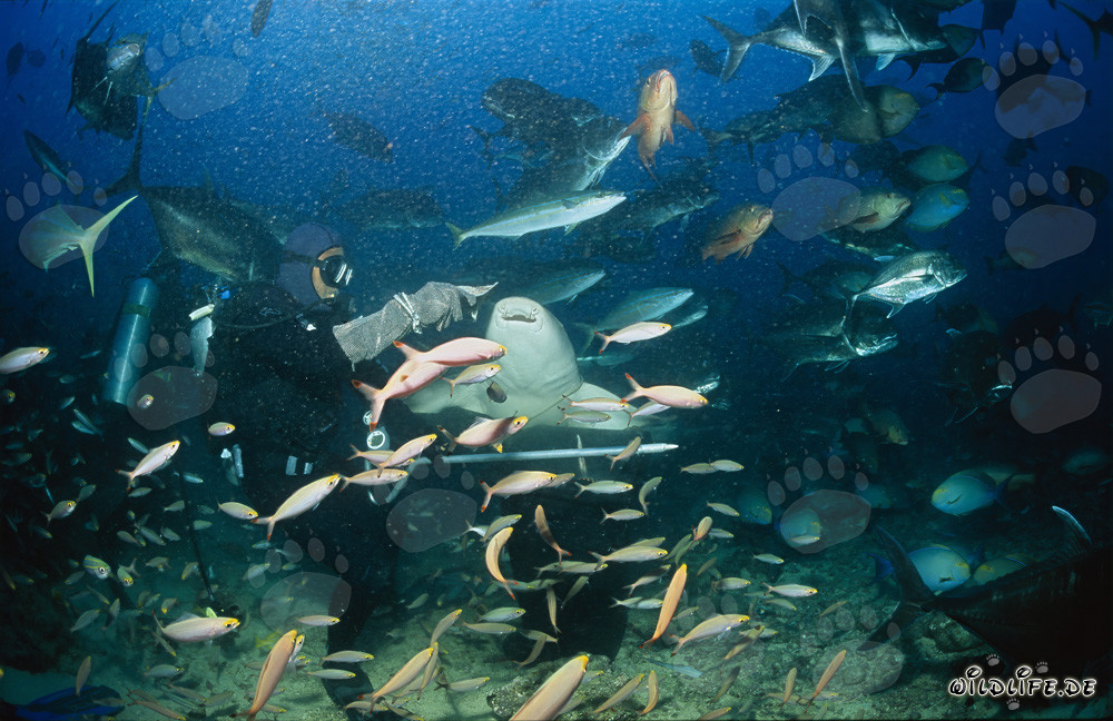 Gewöhnlicher Ammenhai am Shark Reef