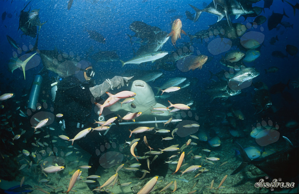 Requin-nourrice ordinaire au Shark Reef