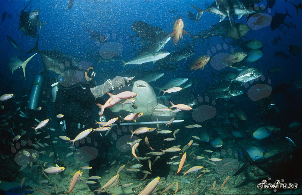 Squalo nutrice comune allo Shark Reef