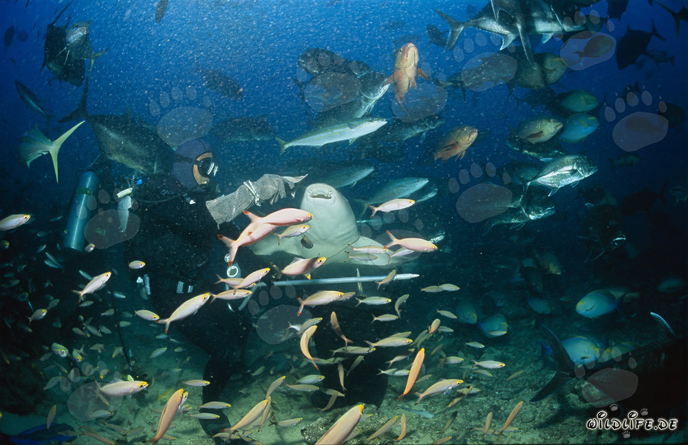 Tawny nurse shark at Shark Reef