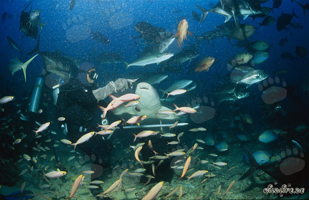 Tiburón nodriza común en Shark Reef