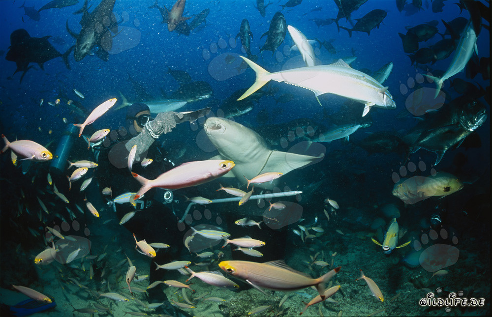 Tawny nurse shark close to fish bait