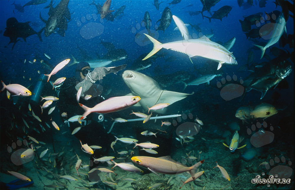 Tiburón nodriza común cerca de la comida para peces