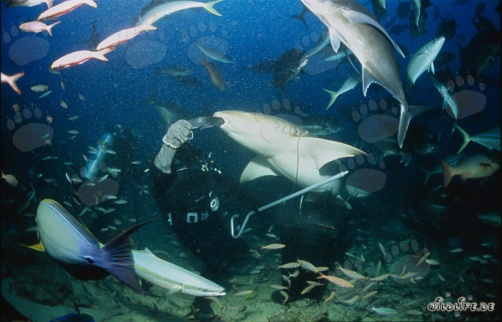 Gewöhnlicher Ammenhai beißt in den Fischrest