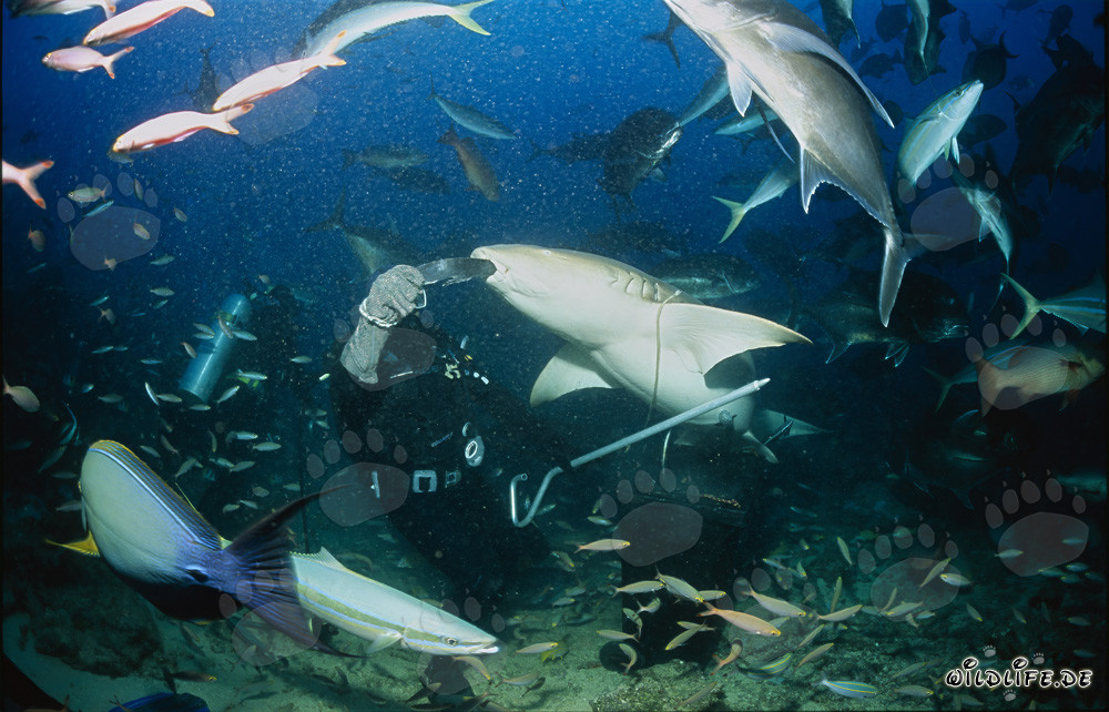Tawny nurse shark biting into the fish bait