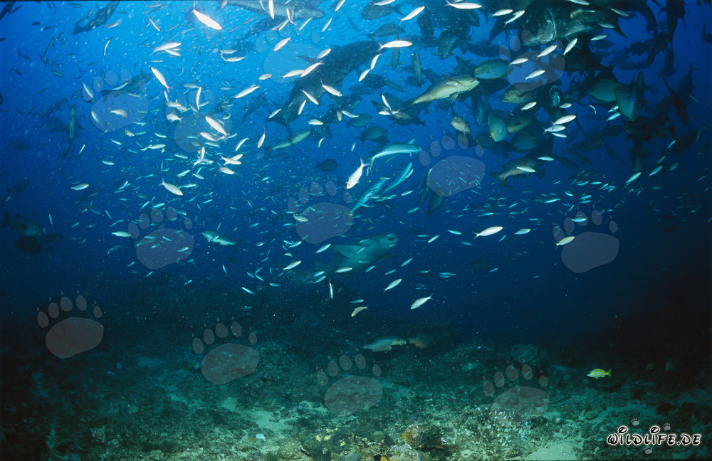 Gewöhnlicher Ammenhai inmitten eines Fischschwarms