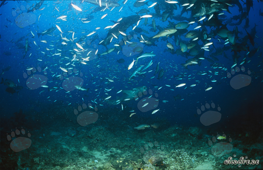 Requin-nourrice ordinaire au milieu d'un banc de poissons