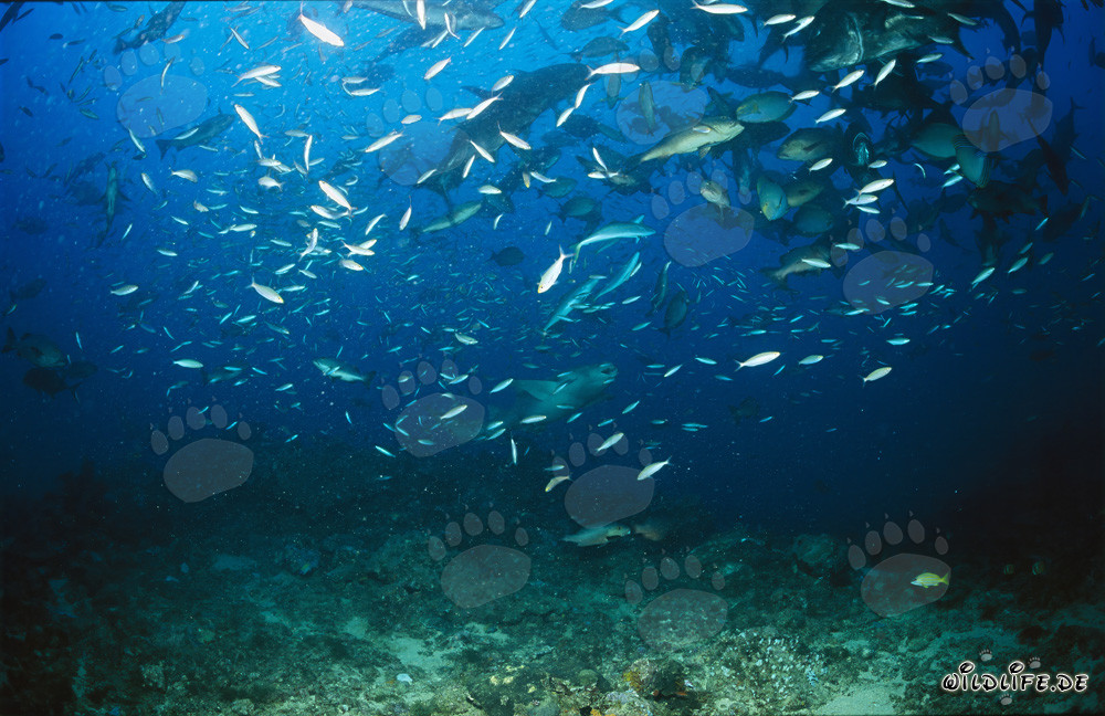 Tawny nurse shark amidst a school of fish
