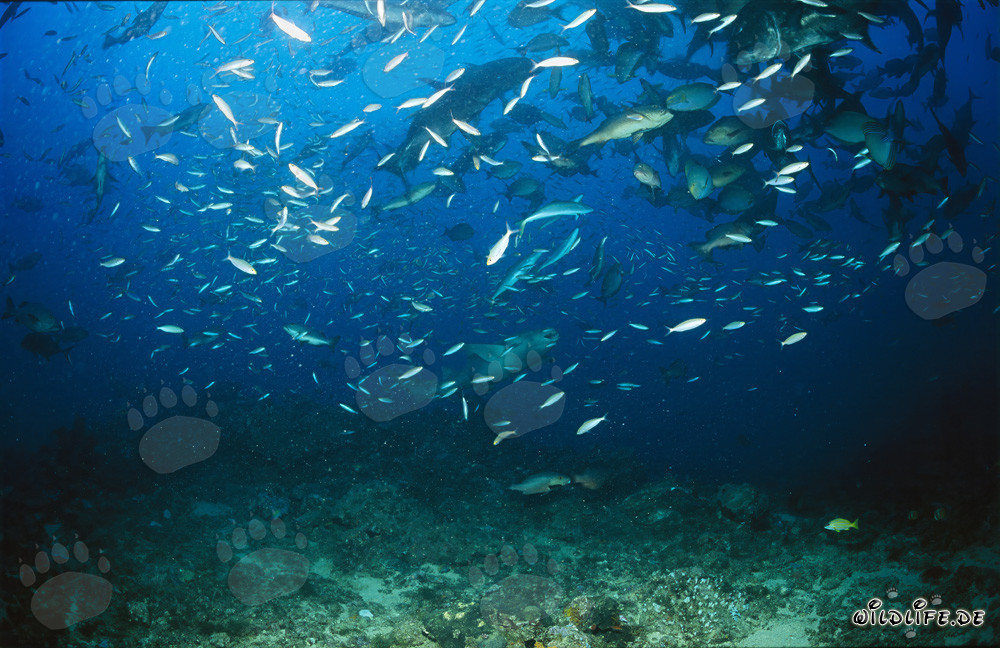 Tiburón nodriza común en medio de un banco de peces