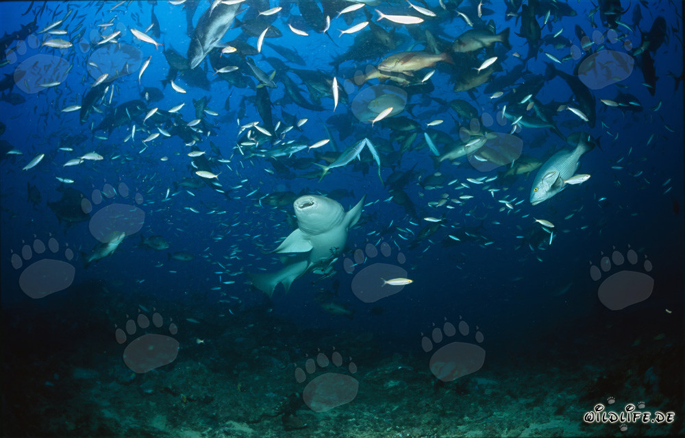 Common nurse shark gracefully navigating through a school of fish