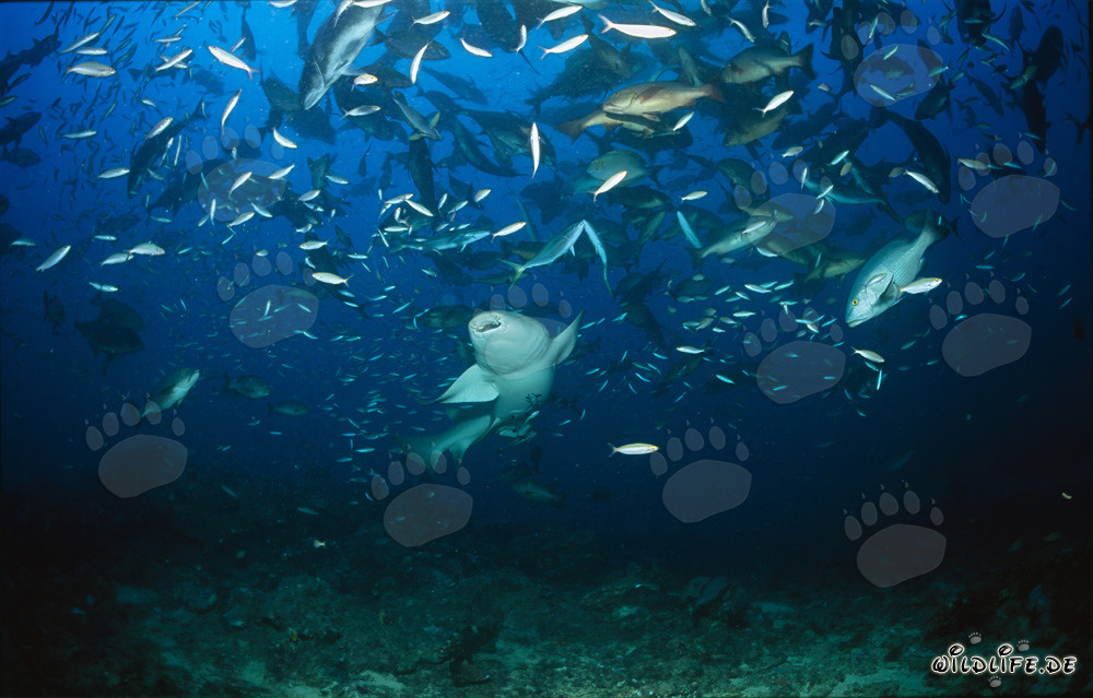 Gewöhnlicher Ammenhai taucht elegant durch den Fischschwarm hindurch