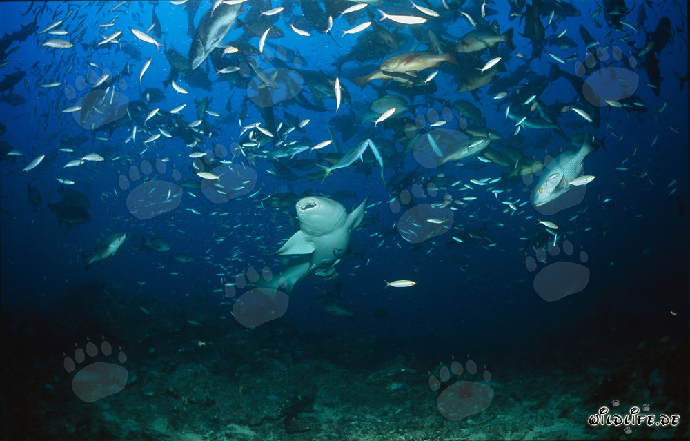 Requin-nourrice commun nage élégamment à travers l'essaim de poissons