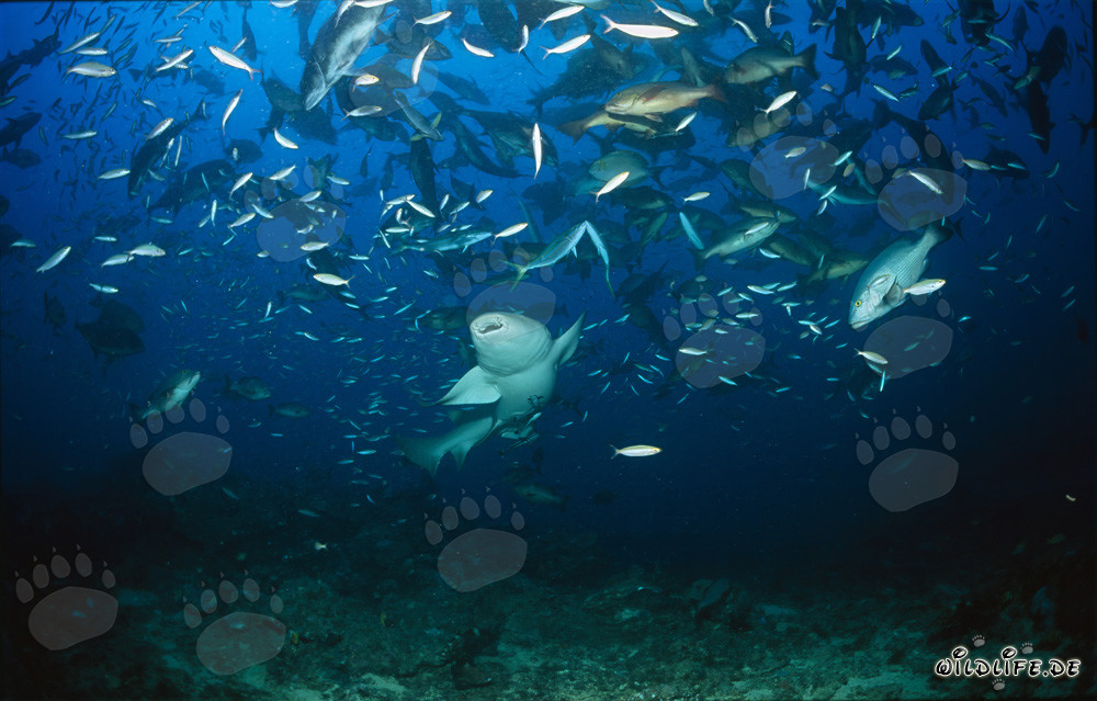 Tiburón nodriza común nadando elegantemente a través del banco de peces
