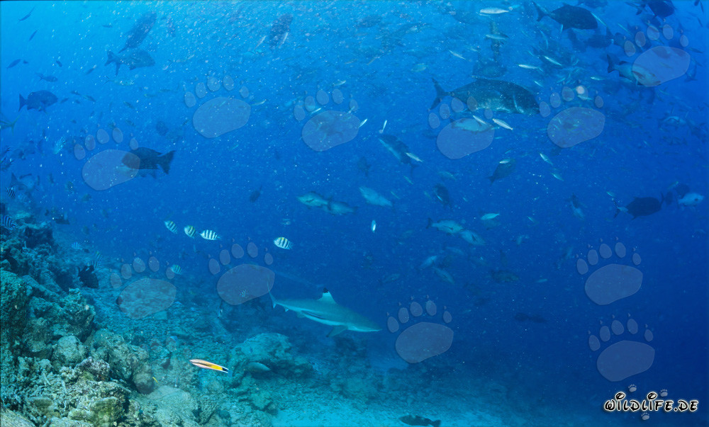 Fascinating Blacktip Reef Shark at the Reef Drop-off in Fiji