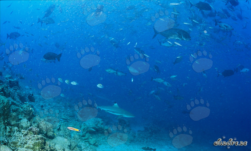 Affascinante squalo grigio di barriera a punte nere sulla scogliera di Fiji