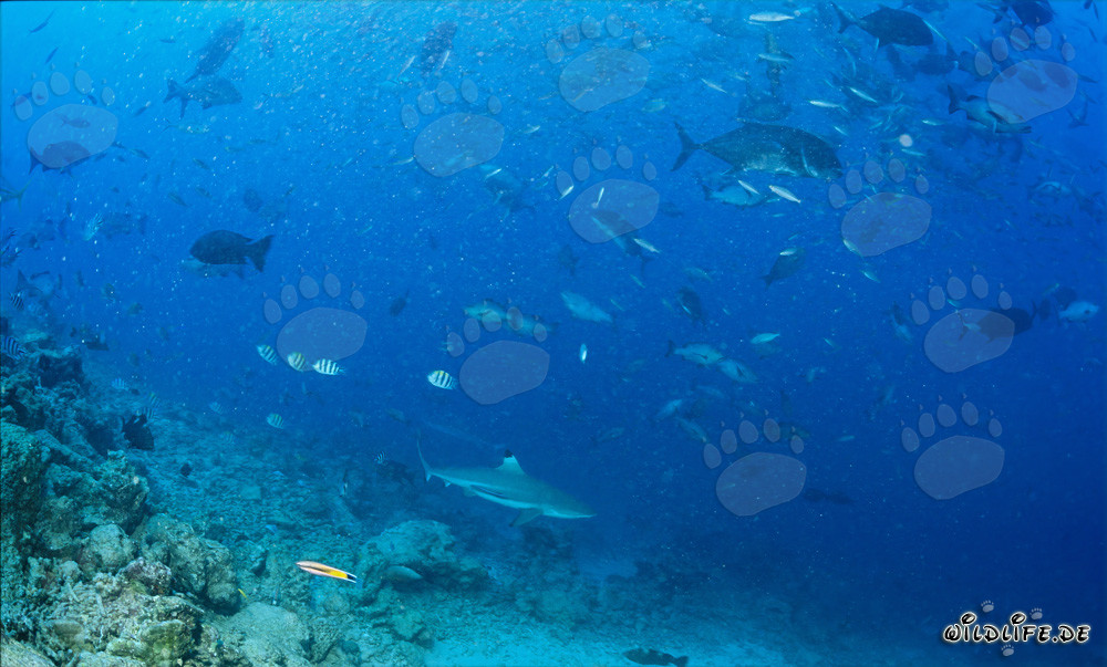 Fascinante tiburón de arrecife de puntas negras en la caída del arrecife de Fiji