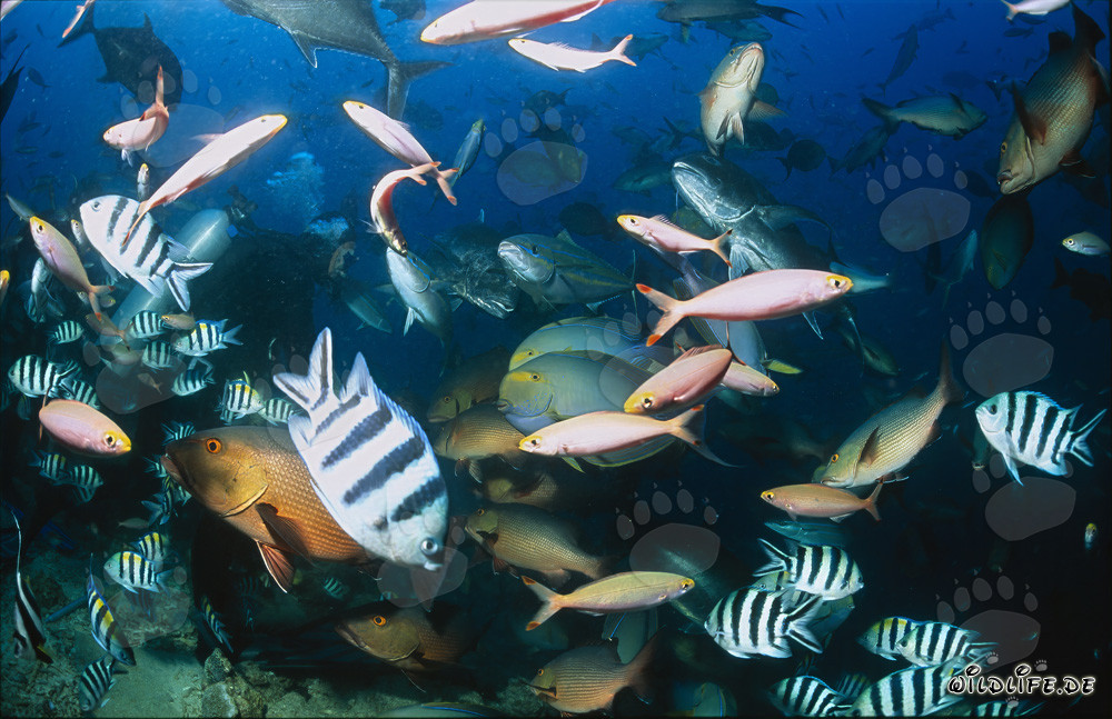 Diversité colorée des poissons au Shark Reef à Fidji