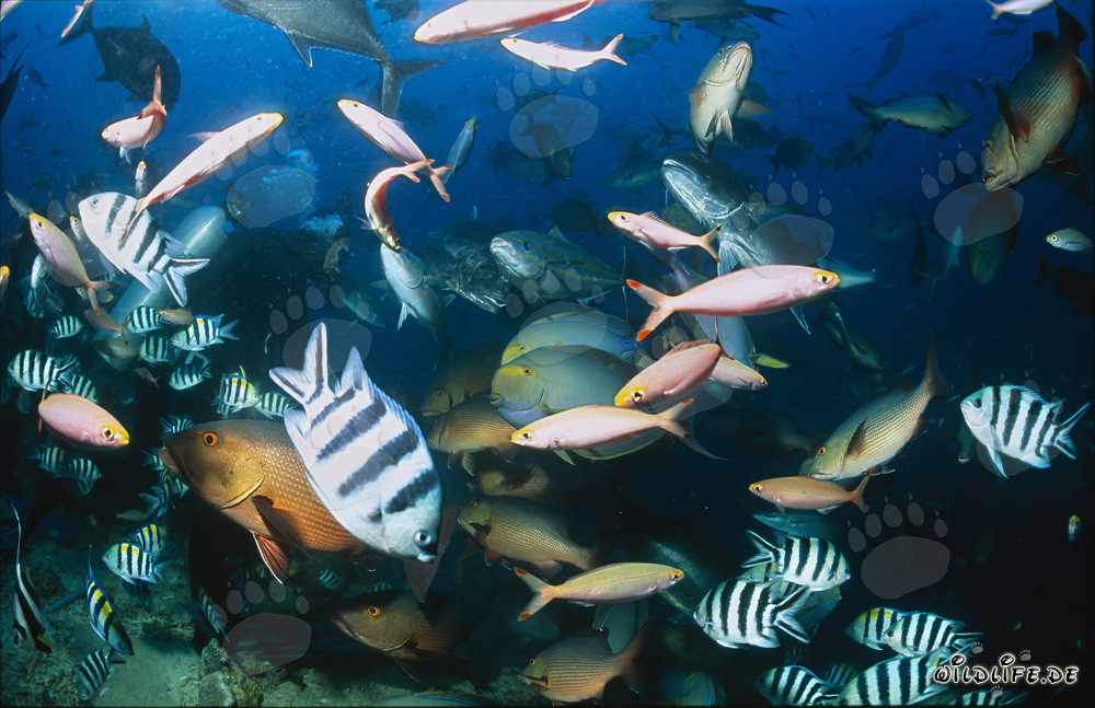 Variedad de peces coloridos en Shark Reef en Fiyi