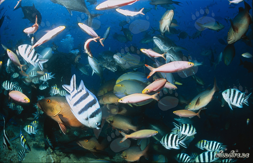 Varietà colorata di pesci allo Shark Reef alle Figi