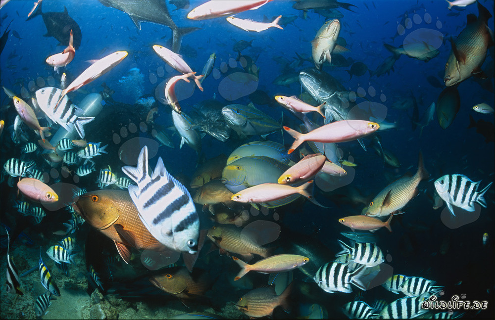 Colorful Variety of Fish at Shark Reef in Fiji