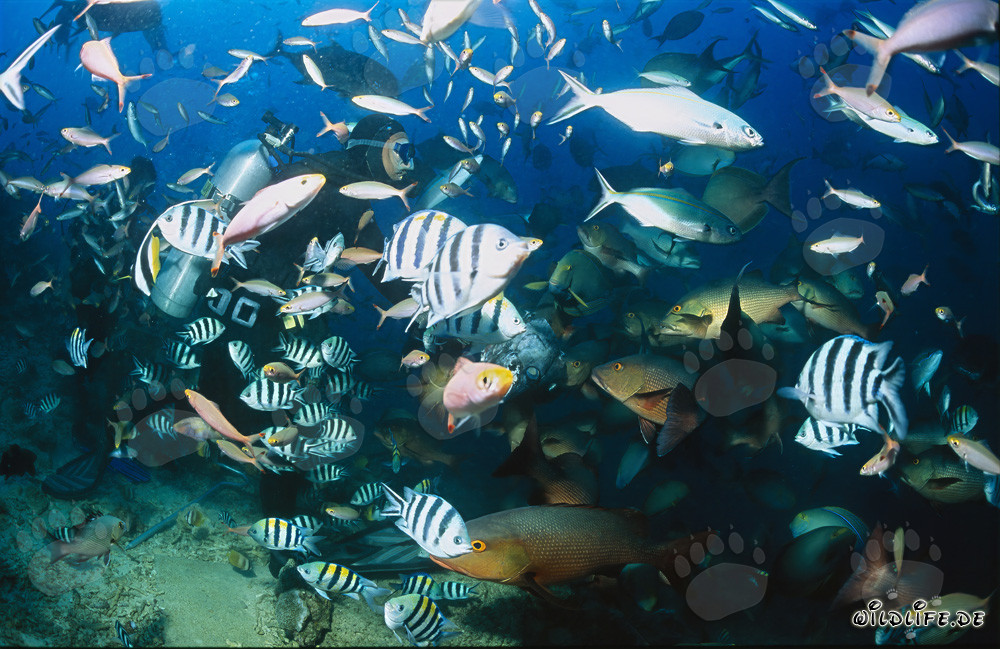 Animación colorida: Buzos rodeados de cardúmenes en el Shark Reef