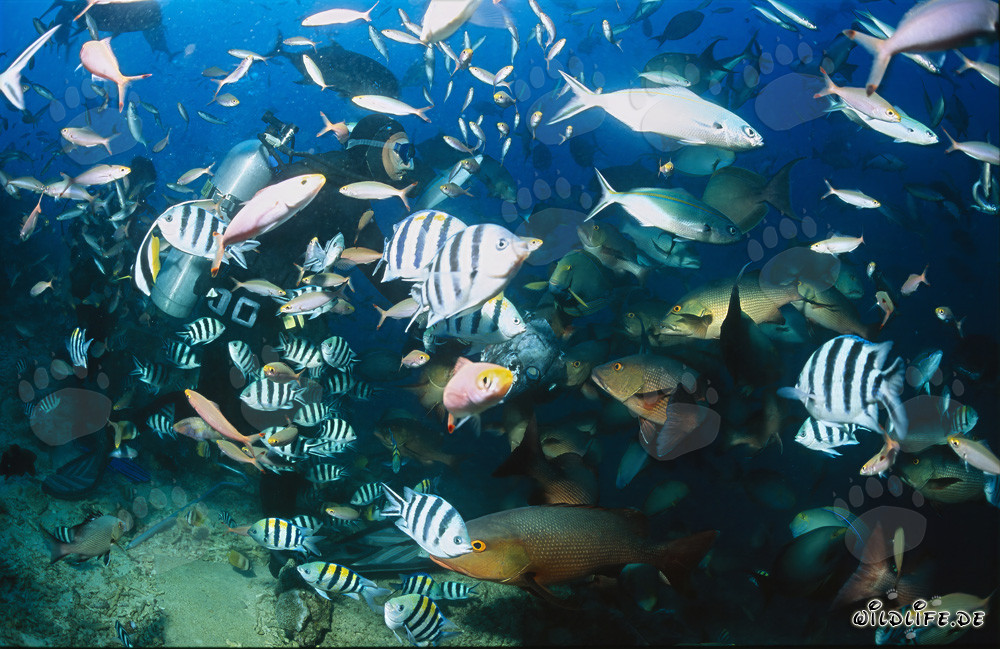 Colorful Activity: Diver Surrounded by Schools of Fish at Shark Reef