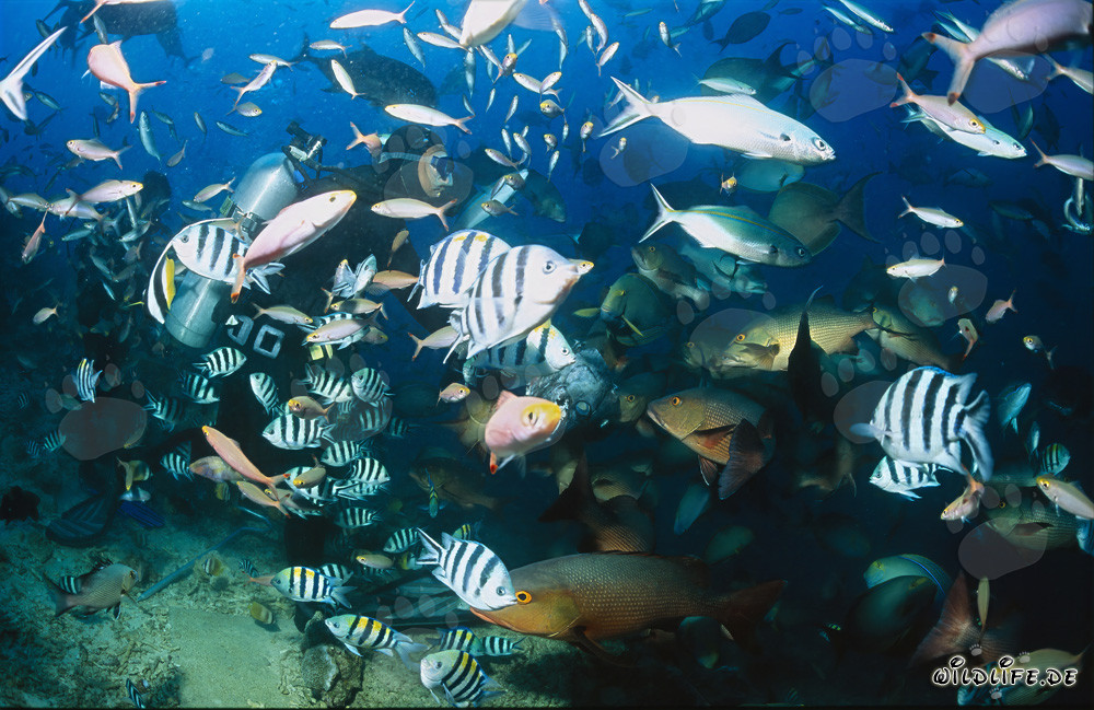 Animation colorée : Plongeurs entourés d'essaims de poissons au Shark Reef