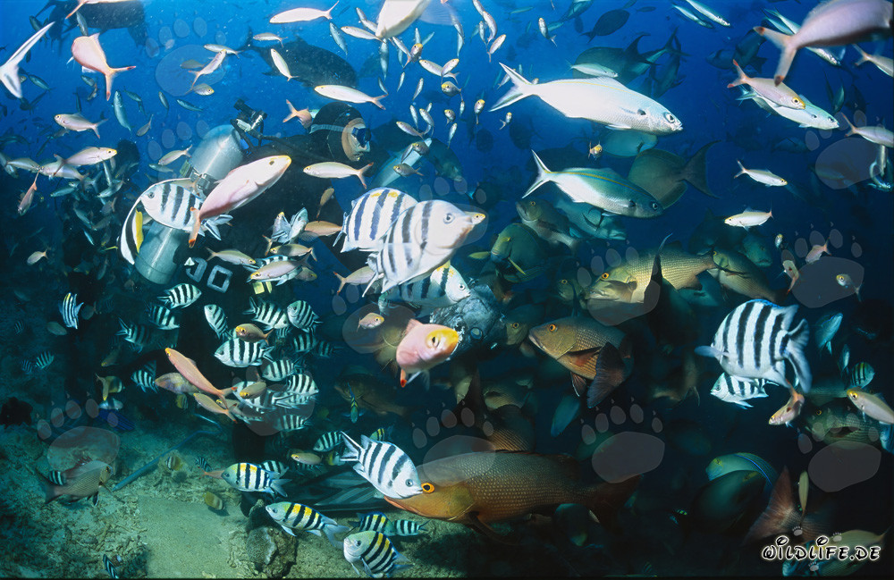 Vita sottomarina: Subacquei circondati da banchi di pesci allo Shark Reef