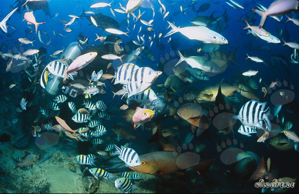 Buntes Treiben: Taucher umgeben von Fischschwärmen am Shark Reef