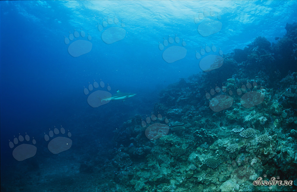Blacktip Reef Shark at Shark Reef