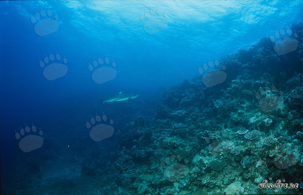 Requin à pointes noires au récif de requins