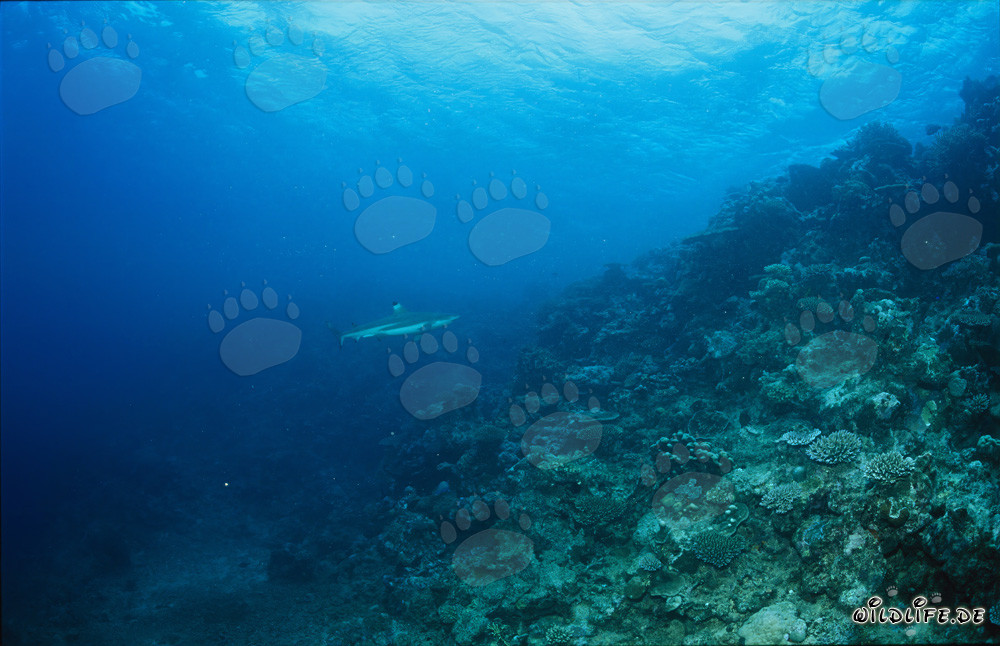 Squalo pinna nera al Shark Reef