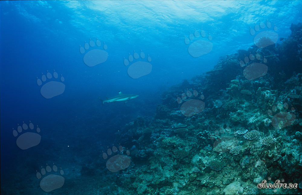Tiburón de arrecife de puntas negras en Shark Reef
