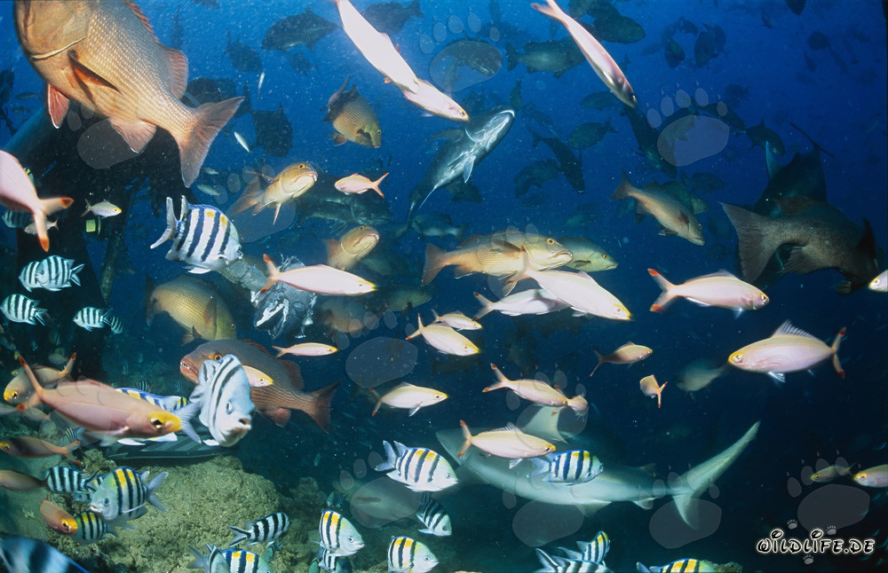 Grauer Riffhai (Carcharhinus amblyrhynchos) umgeben von Fischschwärmen