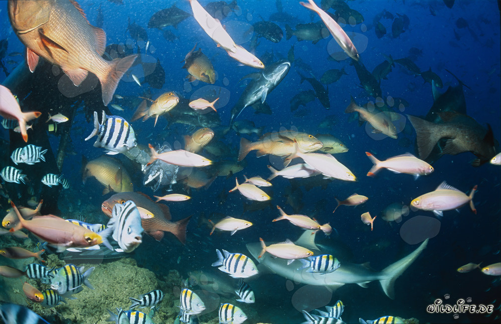Gray reef shark (Carcharhinus amblyrhynchos) surrounded by schools of fish