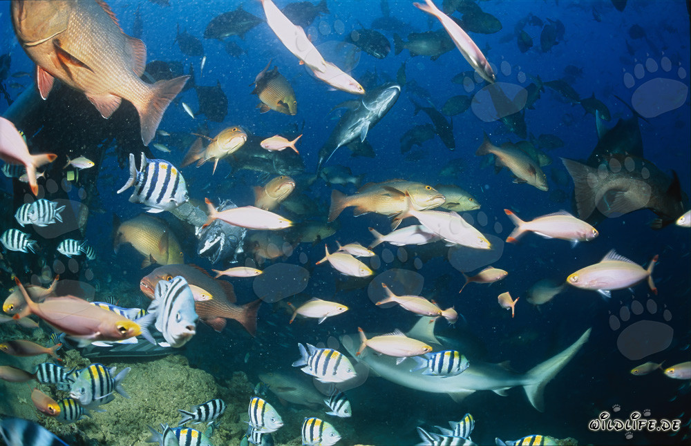 Tiburón gris de arrecife (Carcharhinus amblyrhynchos) rodeado de cardúmenes de peces