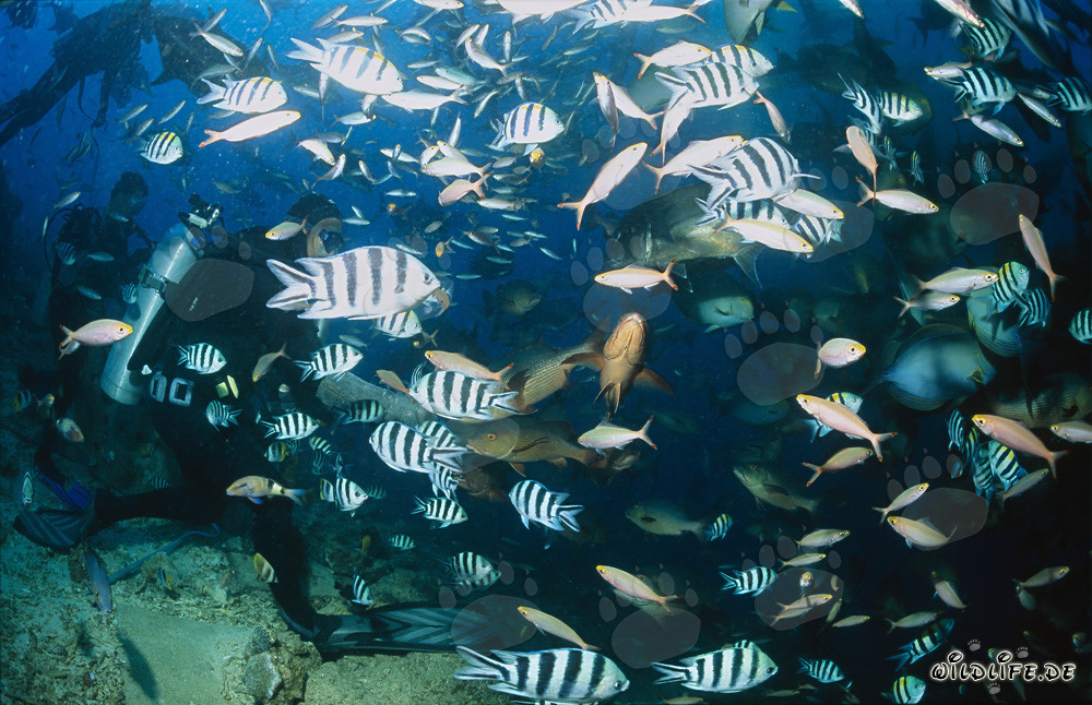 Diver surrounded by colorful variety of fish at Shark Reef in Beqa Lagoon, Fiji
